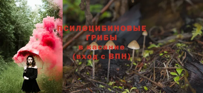 цены   Луга  Галлюциногенные грибы MAGIC MUSHROOMS 